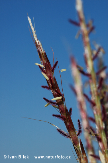 Bothriochloa ischaemum