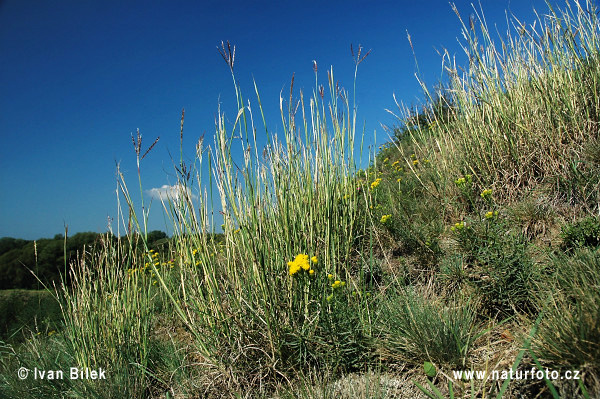 Bothriochloa ischaemum