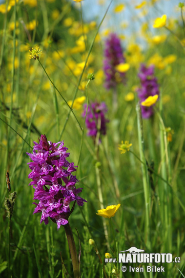 Brede Orchis