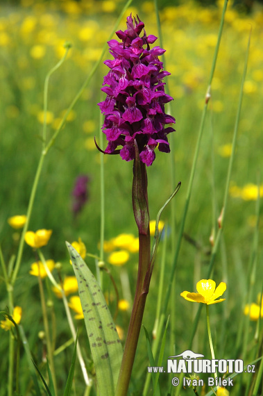 Brede Orchis