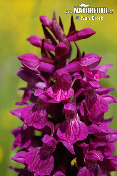 Brede Orchis