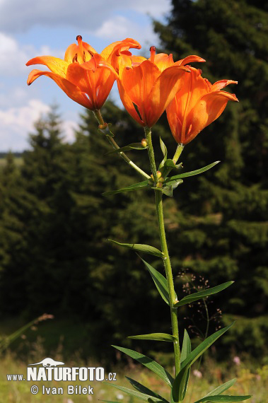 Brstična lilija