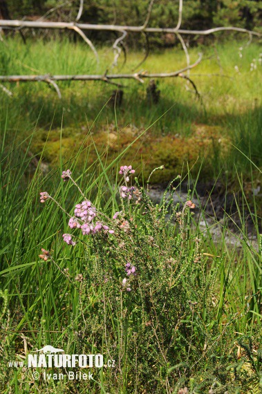 Bruyère des marais