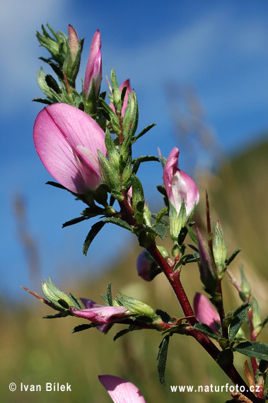 Bugrane épineuse