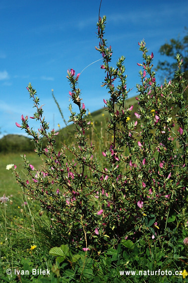 Bugrane épineuse