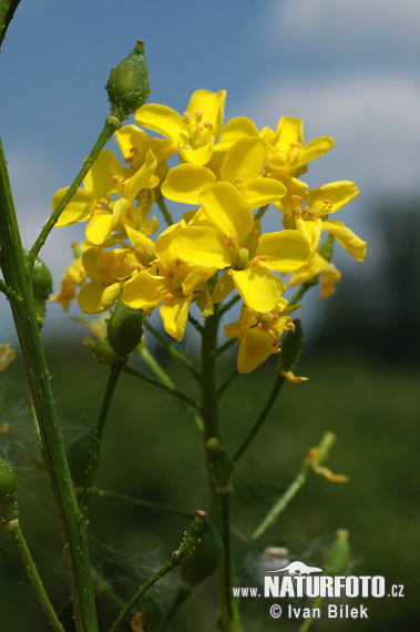 Bunias orientalis