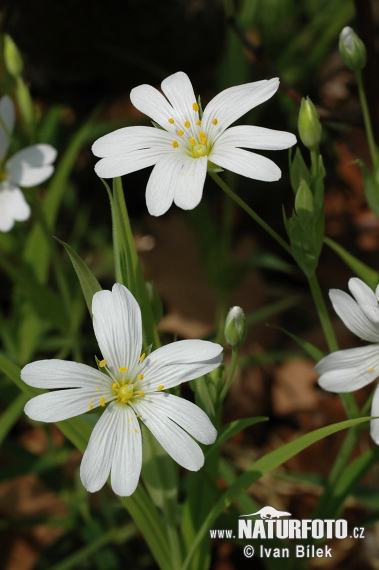 Buskstjärnblomma