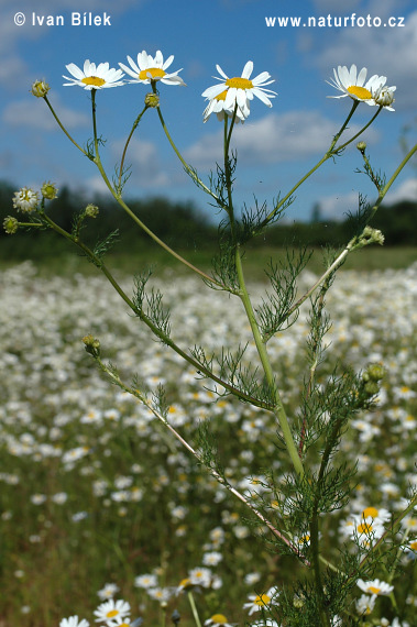 Camomille inodore