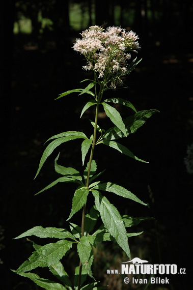 Canapa acquatica