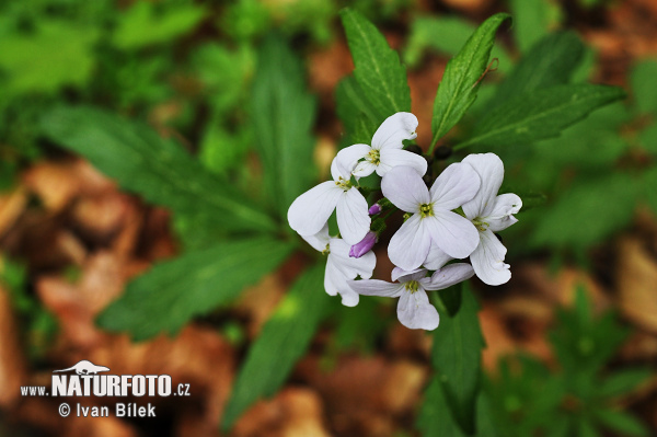 Cardamine à bulbilles - Dentaire bulbifère