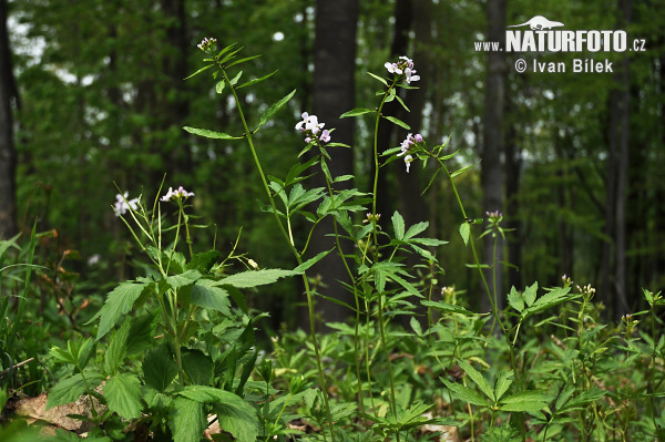 Cardamine à bulbilles - Dentaire bulbifère