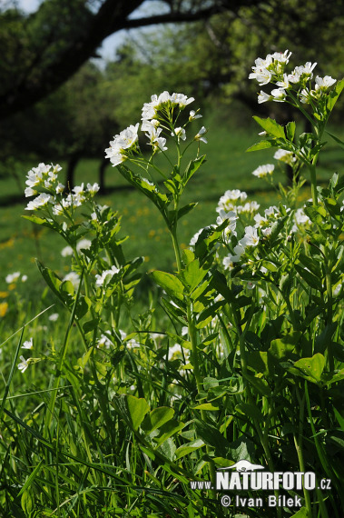 Cardamine amara