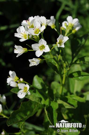 Cardamine amère