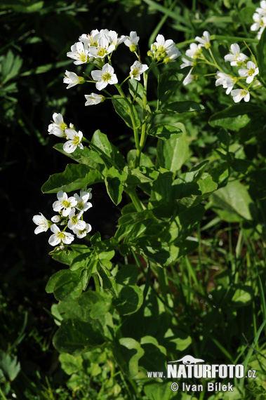 Cardamine amère