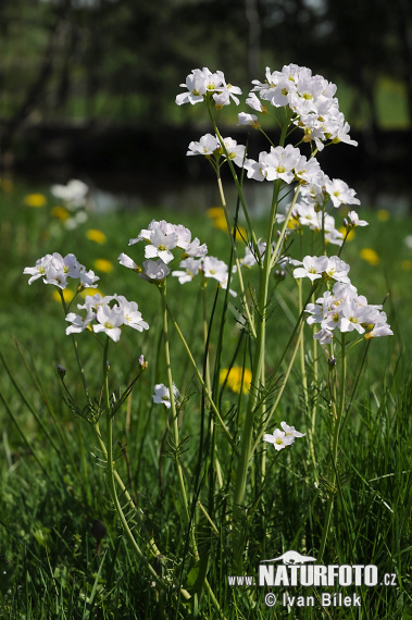 Cardamine des prés