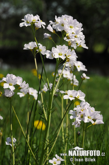 Cardamine des prés