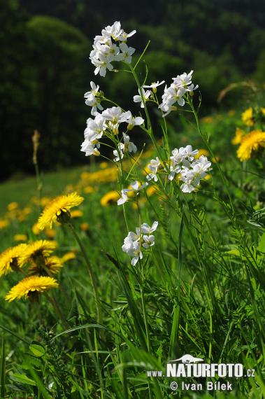 Cardamine des prés