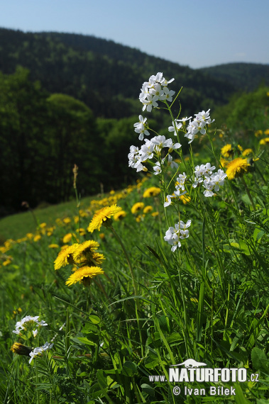 Cardamine des prés