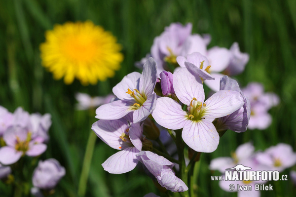 Cardamine des prés