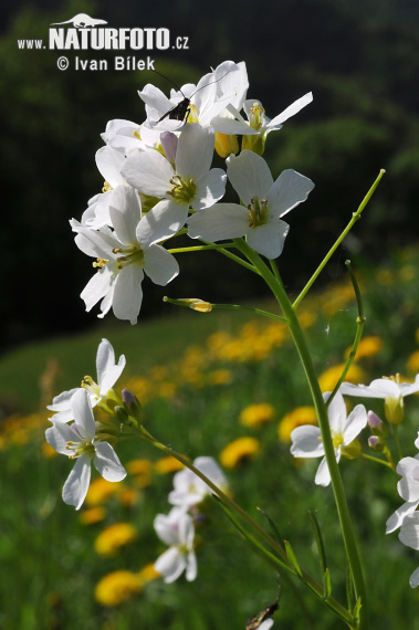 Cardamine pratensis