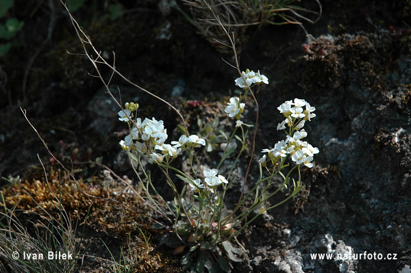 Cardaminopsis petraea