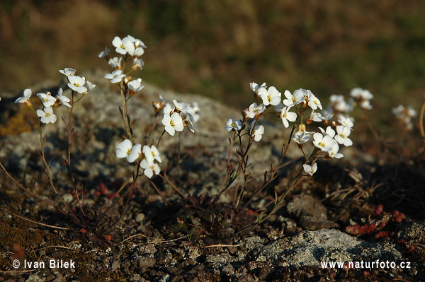 Cardaminopsis petraea