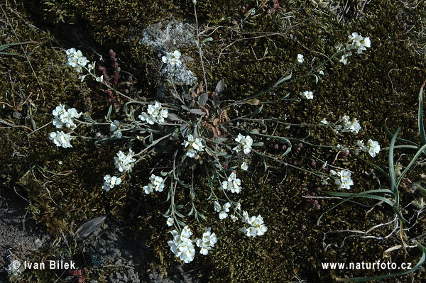 Cardaminopsis petraea