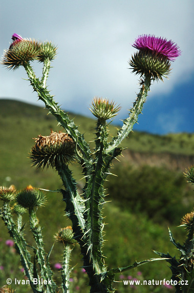 Cardo borriquero, Toba