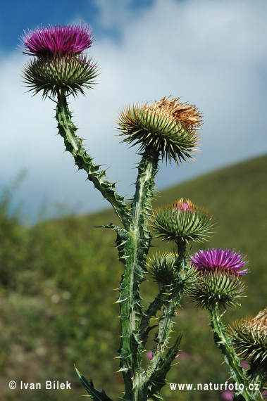 Cardo borriquero, Toba