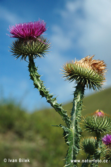 Cardo borriquero, Toba