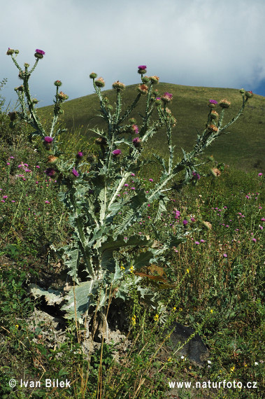 Cardo borriquero, Toba