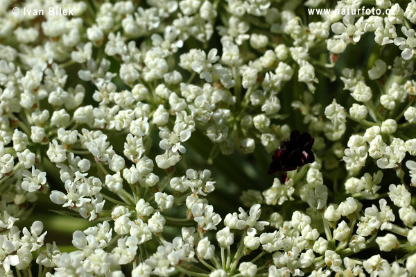 Carota selvatica