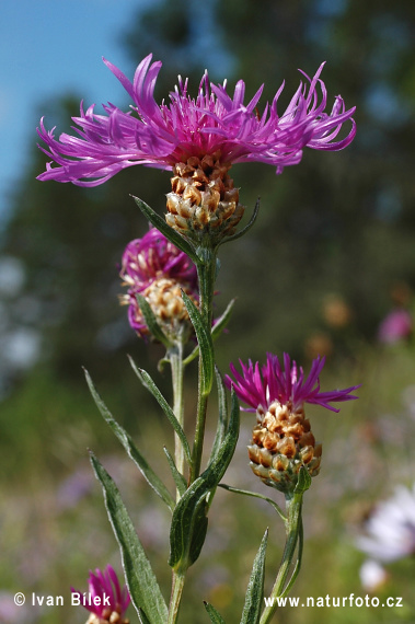 Centaurea jacea subsp. angustifolia