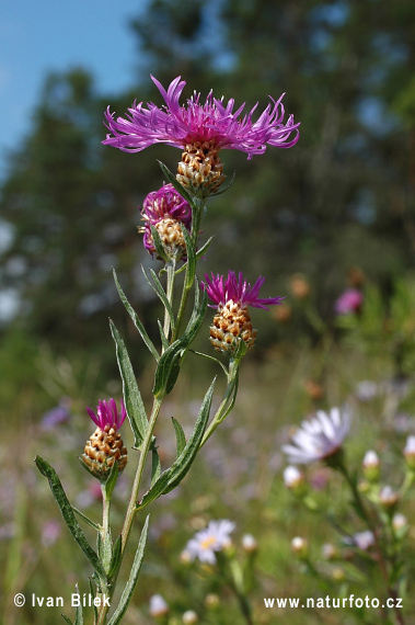 Centaurea jacea subsp. angustifolia