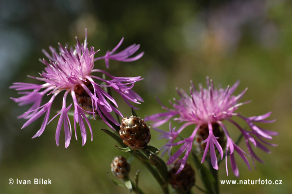 Centaurea jacea subsp. angustifolia