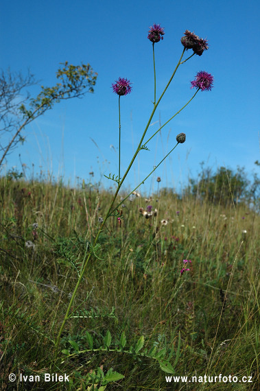 Centaurea mayor