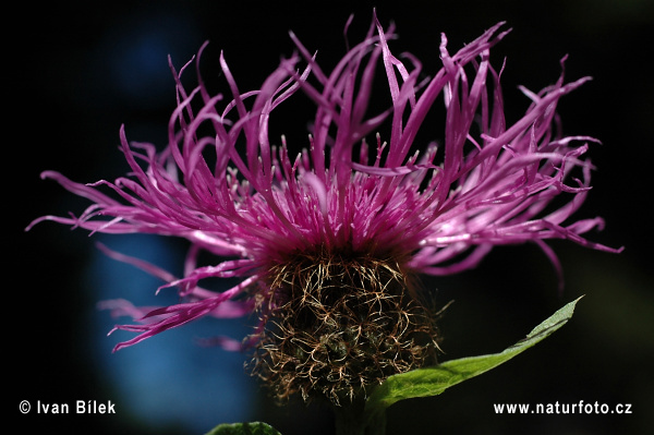 Centaurea pseudophrygia