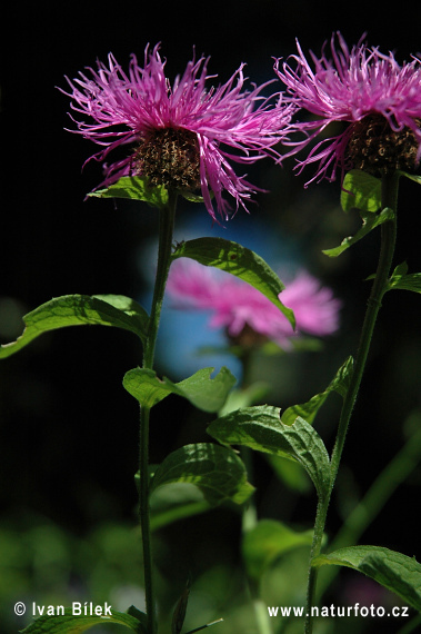 Centaurea pseudophrygia