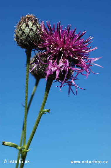 Centaurea scabiosa