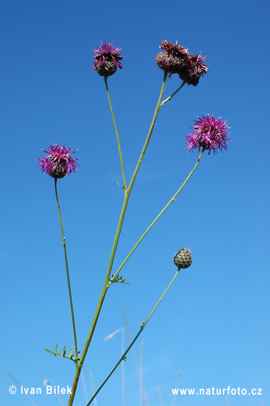 Centaurea scabiosa