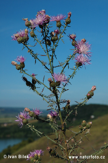 Centaurea stoebe