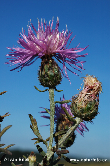 Centaurea stoebe