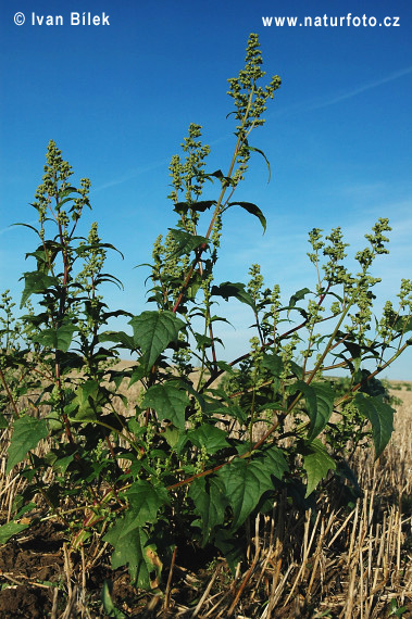 Chenopodium hybridum