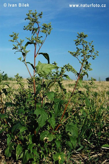 Chenopodium hybridum