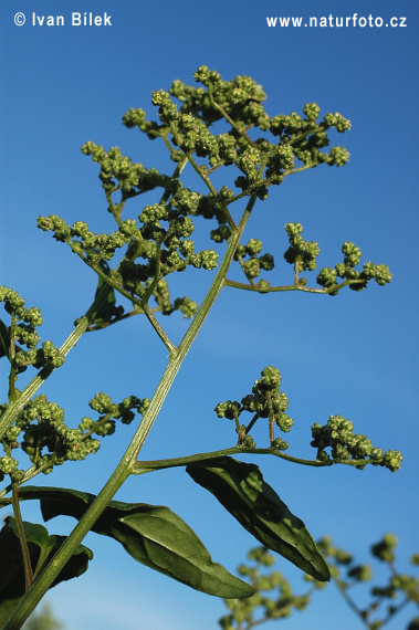 Chenopodium hybridum