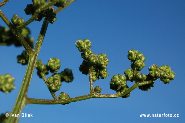 Chenopodium hybridum