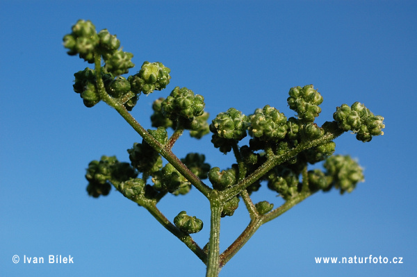 Chenopodium hybridum