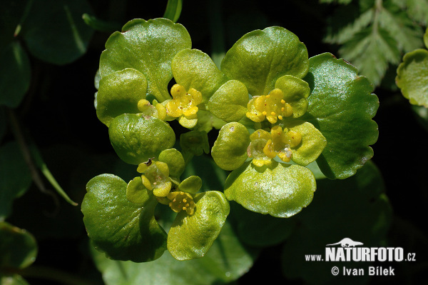 Chrysosplenium alternifolium