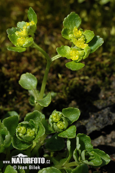 Chrysosplenium oppositifolium