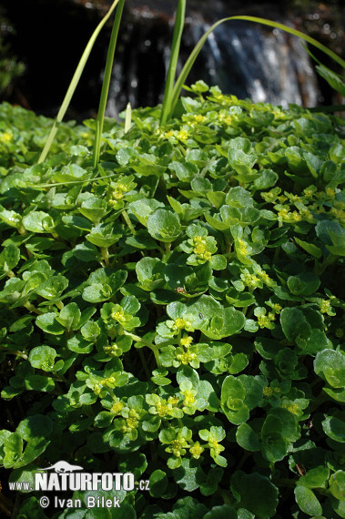 Chrysosplenium oppositifolium